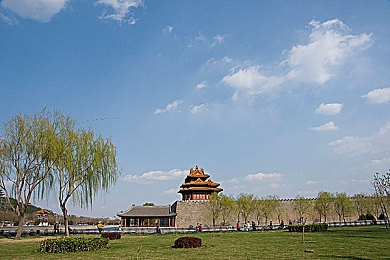 扑鸡鸡,宠物养成激战盛宴，探索视觉激情之旅