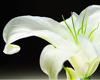 404黄台精卫,穿越古神话，探寻黄台秘境：探秘《404幻境精卫》的奇幻冒险之旅