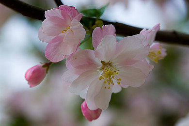 向日葵草莓蕾丝绿巨人app下载,自然奇幻交织，花海精灵共舞——探索生活之美