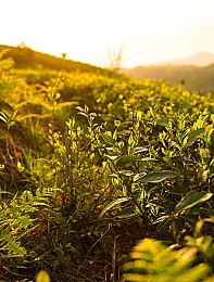 丝袜老师踩我 出精,虚拟校园奇遇记：丝袜教师互动，畅游沉浸式VR新天地-2