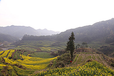 爱豆直播,星光互动，情感共鸣：揭秘直播新时代下的偶像魅力之旅-3