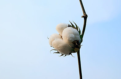 大菠萝官方隐藏入口,揭秘大菠萝游戏神秘通道：独家特权与高级副本等你探索