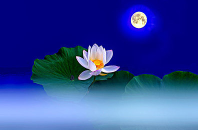 久草资源,绿色先锋，草海生金——引领生态资源新潮流-3