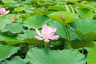 迪丽热巴的逼,揭秘迪丽热巴逼格魅力：穿搭妆容技巧，教你如何成为时尚焦点-1