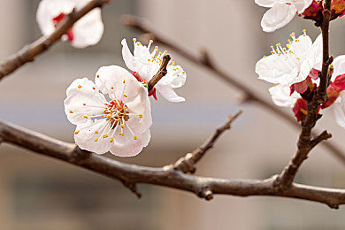 可以免费看美女的软件,《美颜幻境》游戏揭秘：免费赏美女，休闲互动两不误，休闲玩家必看！-3