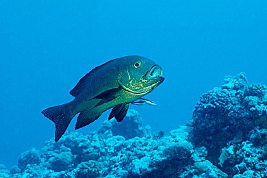 51风流,穿越江湖梦，51风流侠客行-5